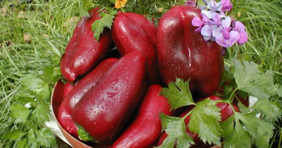 다양한 마린킨 텅