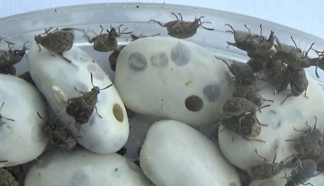 콩 속의 딱정벌레