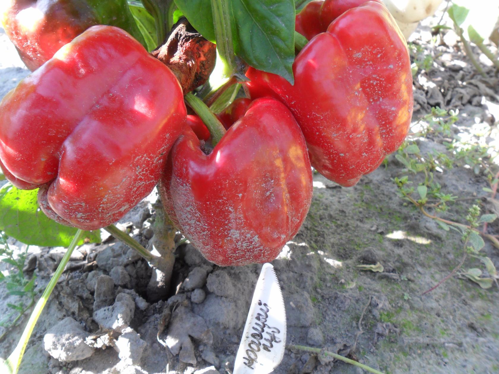 레드 스퀘어 품종