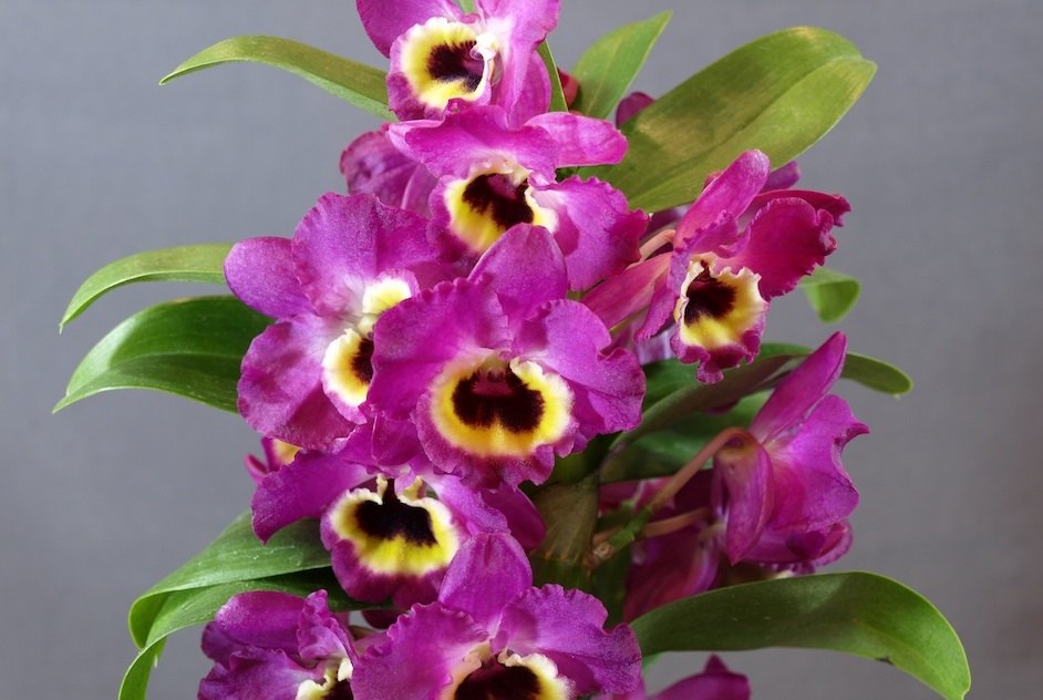 덴드로비움 노빌레