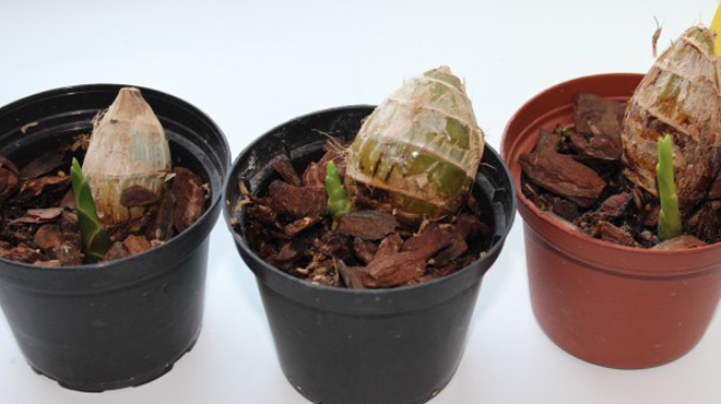 베트남산 구근으로 만든 난초