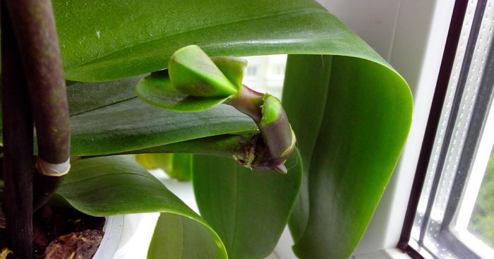 꽃줄기가 부러졌어요