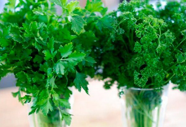 파슬리의 최고 품종