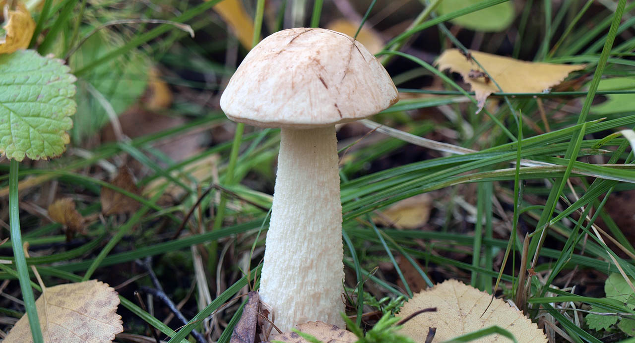 흰 아스펜 볼레투스