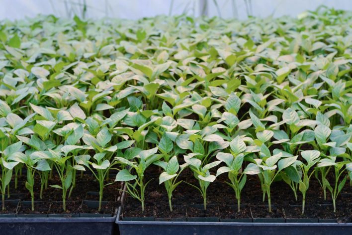 온실 속의 묘목