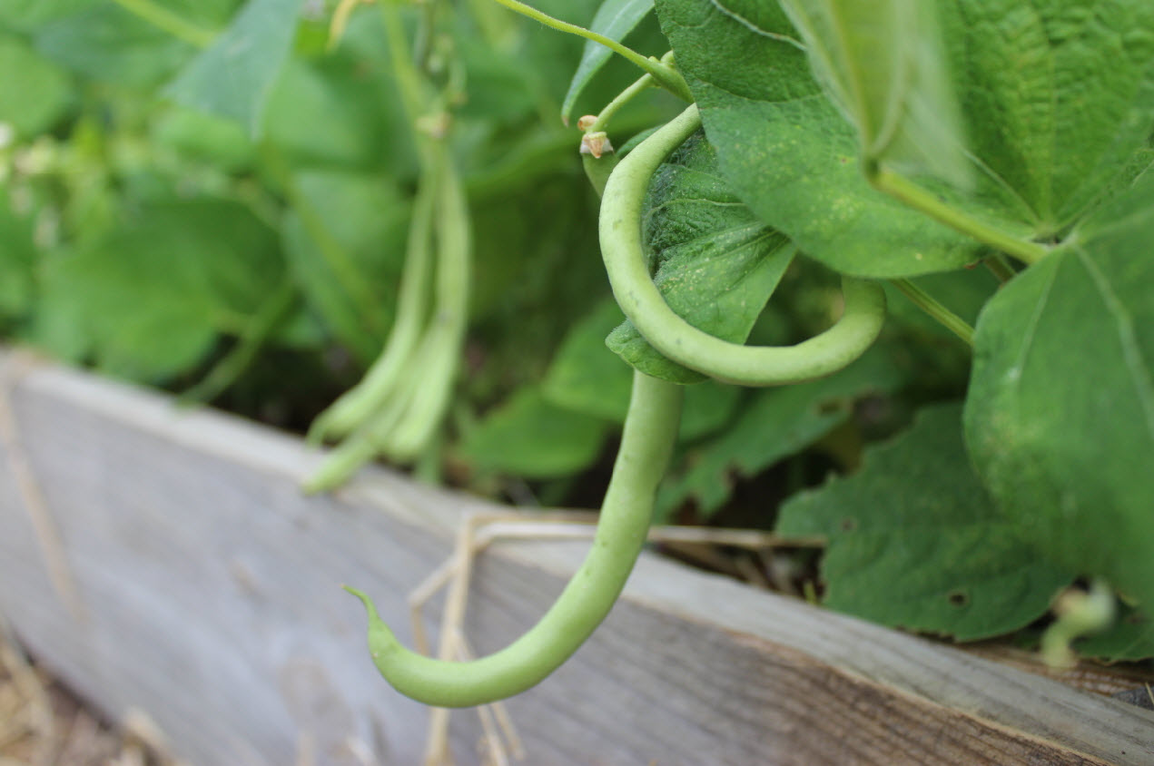 블랙 아이드 피스