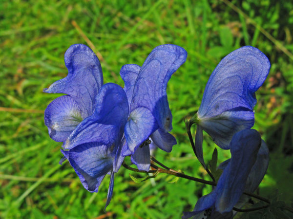 Aconitum nosi