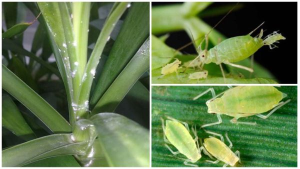 벨라야-틀리아 나 오르히데