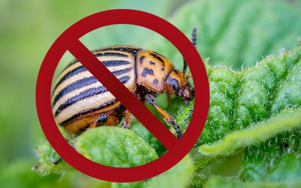 콜로라도 딱정벌레와의 싸움