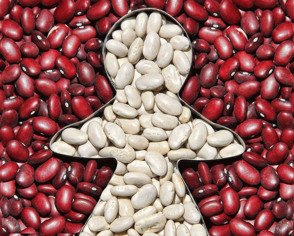 붉은콩과 흰콩