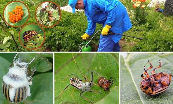 콜로라도 주카를 없애다