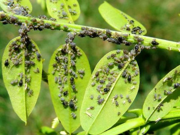 리스토바자-틀야