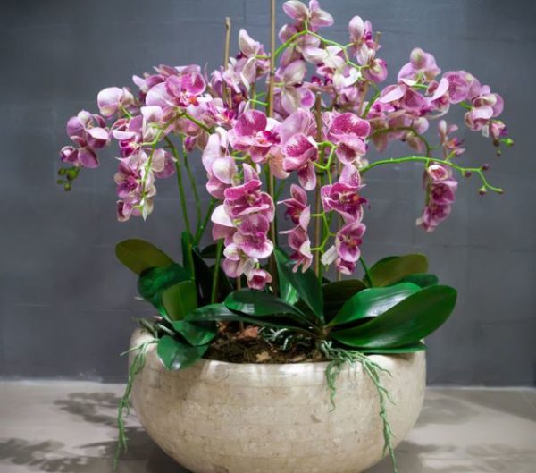 여러 개의 난초