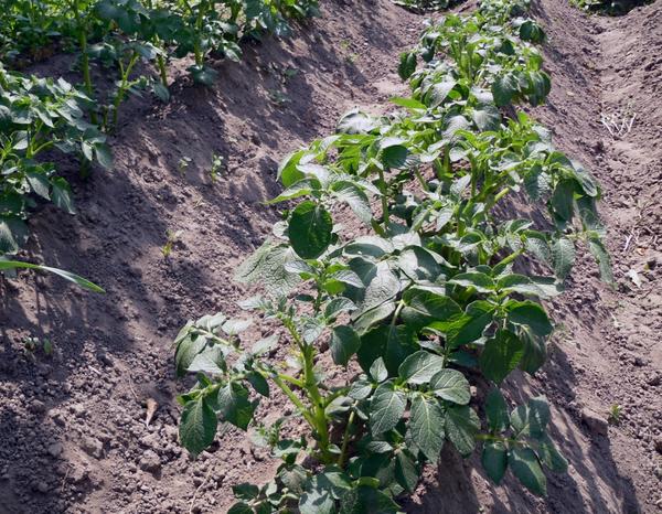 감자 언덕 쌓기