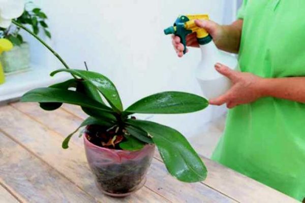 난초에 물을 뿌리다