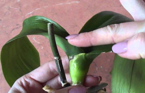 오스모트르 오키데이