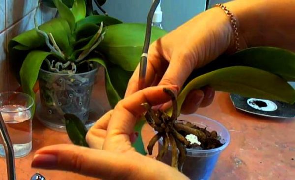 오스모트르 오키데이