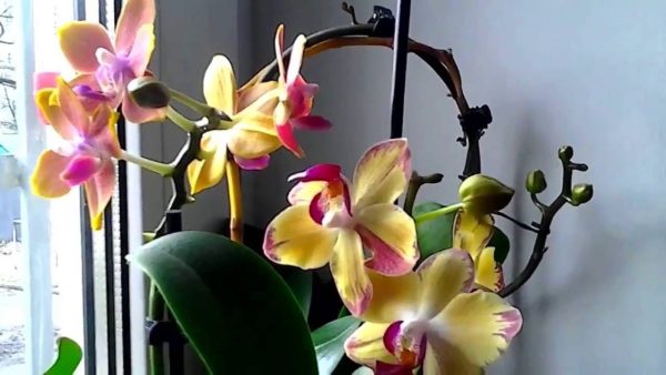 osveschenie dlja orhidei