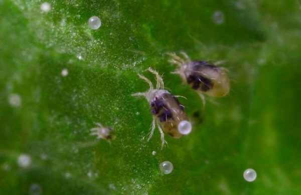 파우티니-클레쉬-브-테플리체