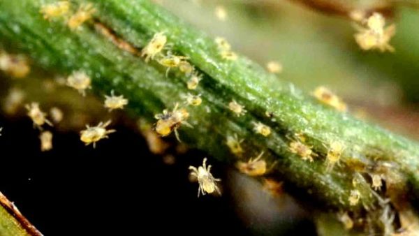 식물에 있는 진드기