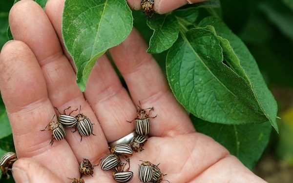 콜로라도 주카 컬렉션