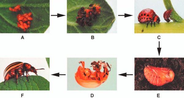 주카 개발 단계