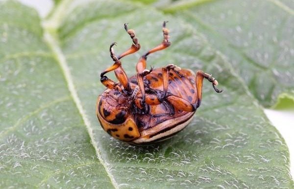 콜로라도 주카를 파괴할 것이다