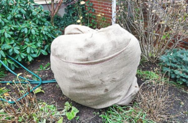 인동덩굴을 덮다