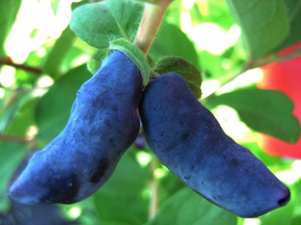 호니서클 바차르스키 거인