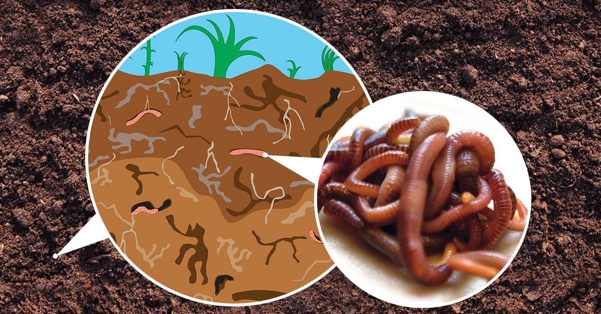 생물부식질이란 무엇인가?