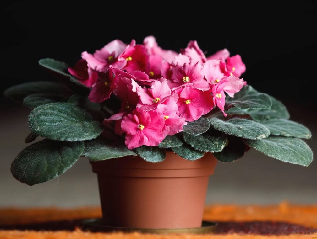 제비꽃에 물주기