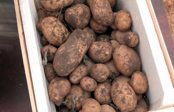 감자를 상자에 보관하다