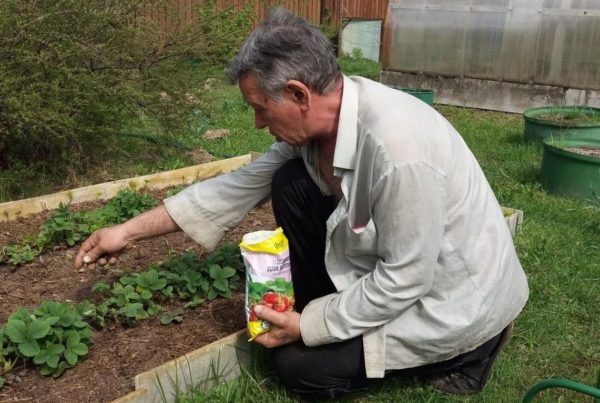 딸기 비료 주기