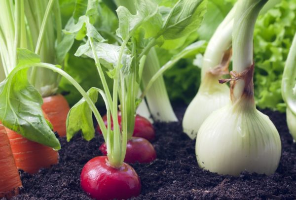 양파 옆에 심을 수 있는 것과 심을 수 없는 것