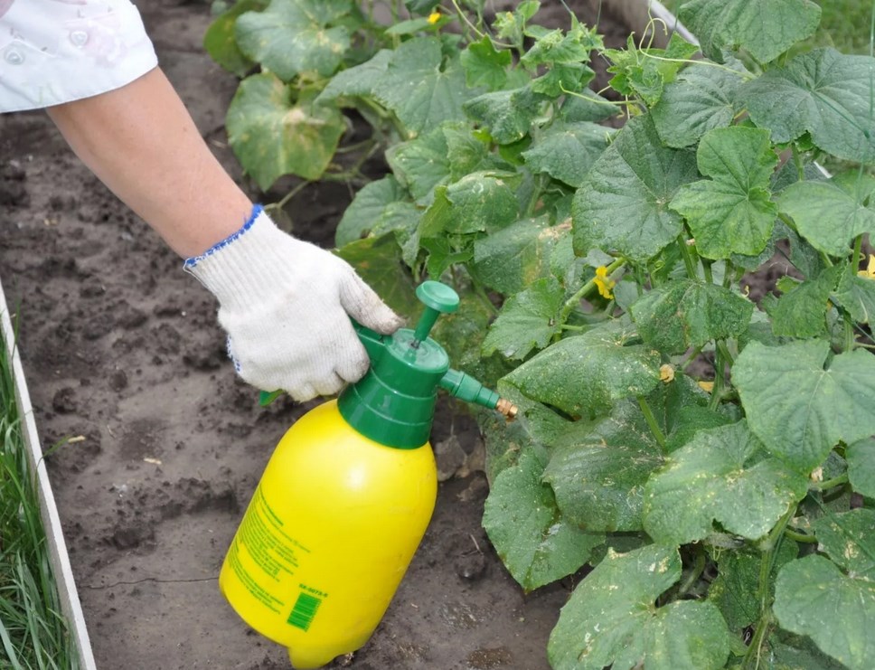 5월 벌레와 두더지 귀뚜라미 제거