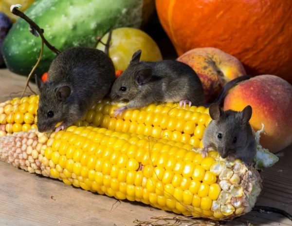 집에서 쥐와 싸우다