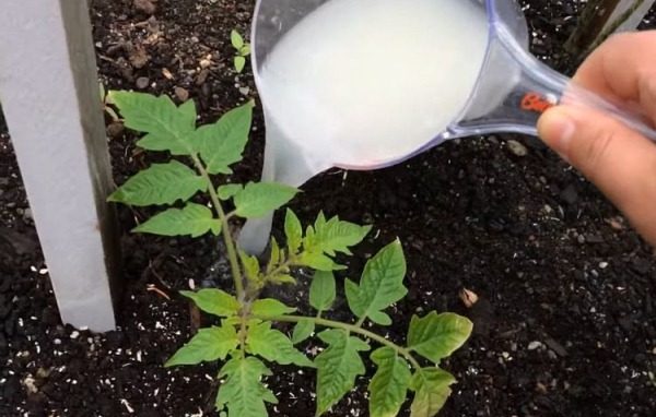 토마토 묘목에 비료 주기