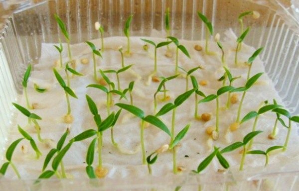 싹이 난 고추 씨앗