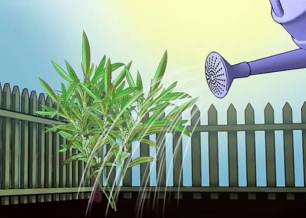 협죽도에 물주기