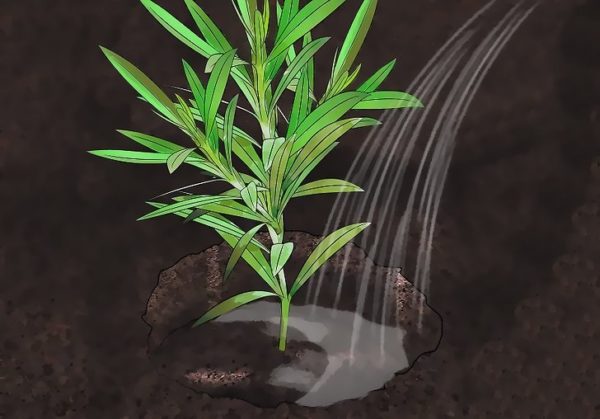 협죽도에 물주기