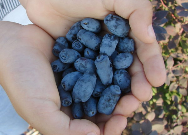 인동덩굴 신데렐라