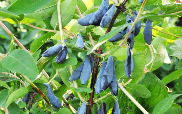 보그단의 인동덩굴