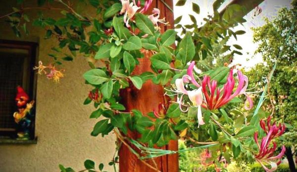 카프릴리아 인동덩굴