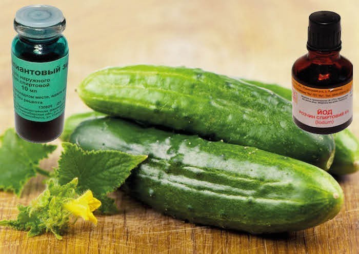 오이의 빛나는 녹색과 요오드: 치료 및 공급, 질병 관리