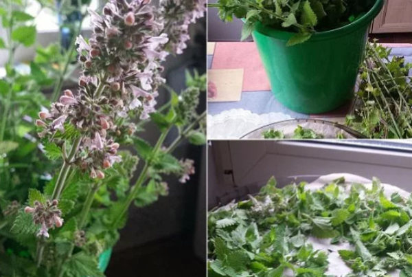 레몬밤이 피었어요