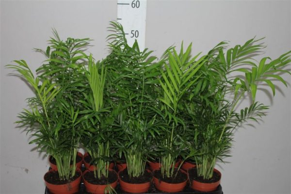 카마에도레아 꽃