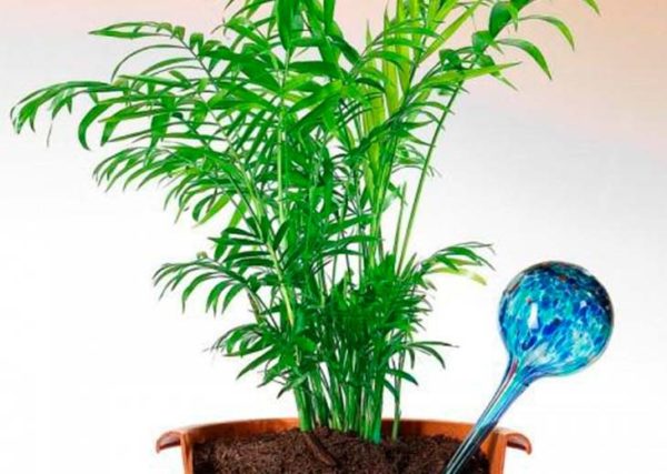 야자수에 물주기