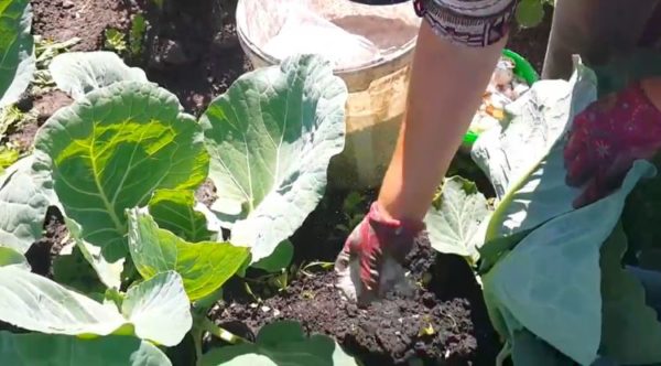 양배추에 있는 민달팽이