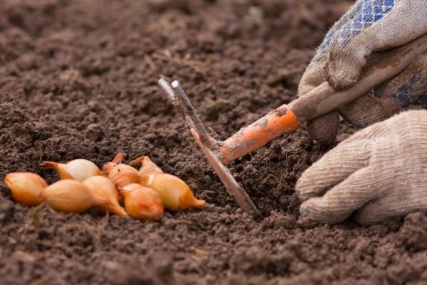 양파 심기 날짜