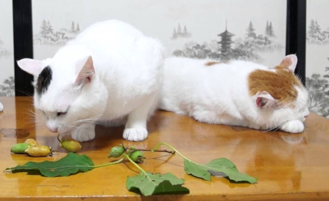 아네모네와 고양이